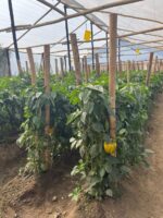 Zimbabwe Projects - Image 2